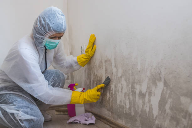 Mold Testing and Removal in Walworth, WI